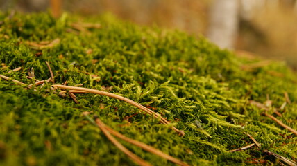 Moss covering a forest floor with pine needles and soft textures in a serene woodland setting