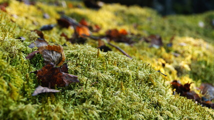 Moss-covered ground with autumn leaves scattered throughout in a lush forest setting