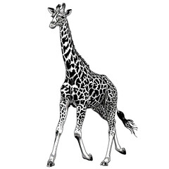 Naklejka premium PNG of A striking black and white giraffe stands gracefully, showcasing its unique patterns and elongated neck.