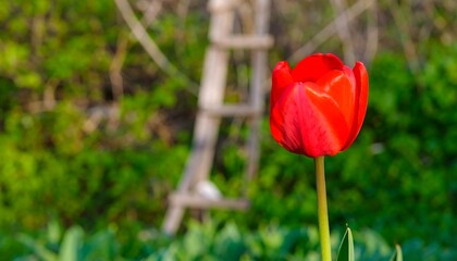 Vibrant red tulip in a garden setting.