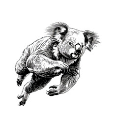 Obraz premium PNG of A lively grey koala captures attention mid-leap, showcasing its agility and playful demeanor.