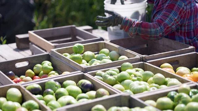 Workers are handpicking ripe tomatoes from the field and carefully loading them into crates on a tractor for distribution. The harvest captures the essence of farm life.
