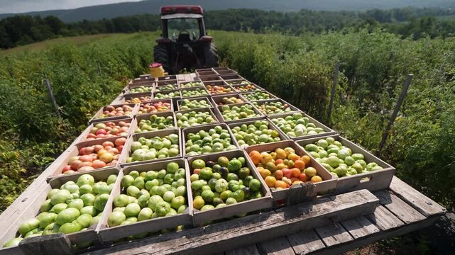 Farm workers are handpicking ripe tomatoes from the plants and carefully loading them into crates on a tractor in the bountiful field.