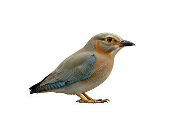 Fototapeta premium Unique bird with colorful plumage perched against a black background showcasing vibrant feathers