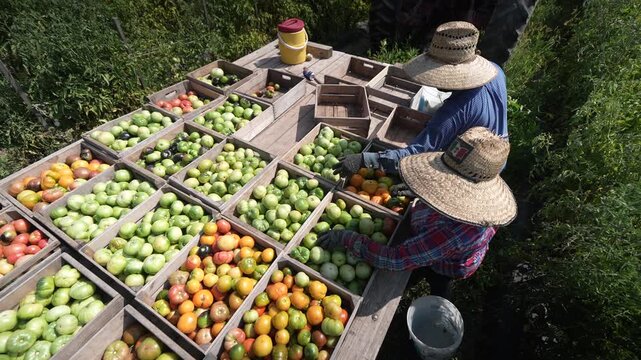 Farm workers are busy handpicking ripe tomatoes and loading them into crates for transport. This activity takes place in a vibrant agricultural field under bright sunlight.