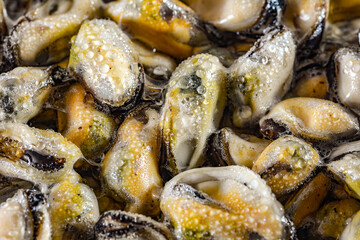 Fresh Mussel Meat Without Shell