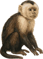 Vector realistic watercolor illustration of a capuchin monkey © Mantella