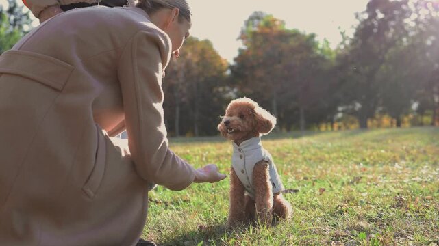 Toy poodle wearing stylish coat sits on grass in autumn park, while owner kneels nearby, creating a warm and playful atmosphere in nature