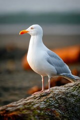 Obraz premium Seagull standing on driftwood log