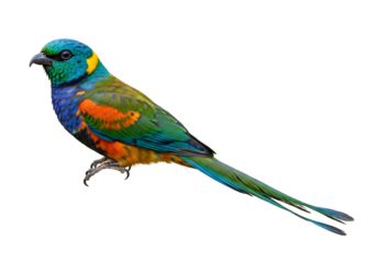 Vivid multicolored bird with vibrant plumage against a solid black background showcasing its