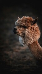 primo piano di un alpaca