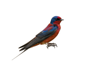 Fototapeta premium Vividly Colored Western Bluebird Isolated on a Black Background in Stunning Detail