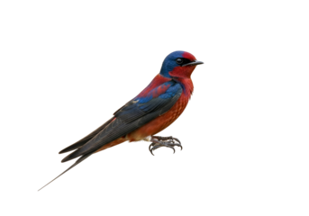 Vividly Colored Western Bluebird Isolated on a Black Background in Stunning Detail