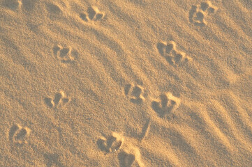 Footprints in the sand of a beach, closeup of photo