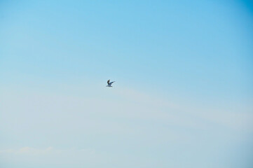 seagull flying in the blue sky, beautiful photo digital picture