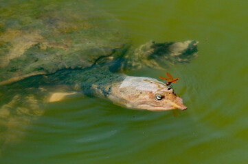A softshell turtle coming up for air and a dragonfly lands on its eye socket