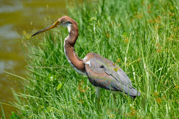 Tri colored heron in the grass