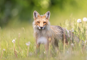 Red Fox