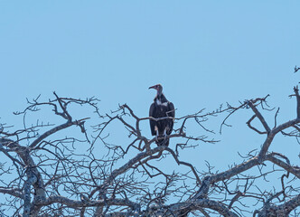 Hooded Vulture Perched in a Tree