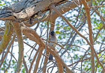 Common Bulbul Perched in a tree