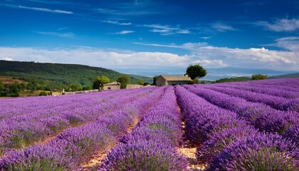 Fototapeta premium lavender field sunny day hills france