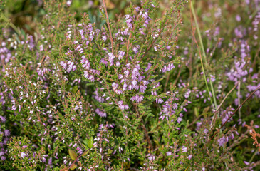 Obraz premium Heather flowers in full bloom with vibrant pink blossoms in nature