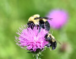 Double Bumblebee on thistle flower