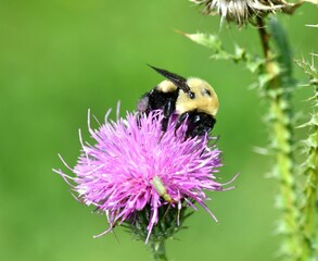 bee on a flower