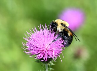 Bumblebee on thistle flower 