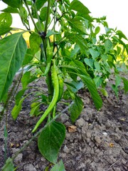 Chili in an organic garden, Green chilli plant. Summer harvest. Collect fruits from the backyard garden. Harvest small pepper. Young healthy green sweet peppers on a plant in a greenhouse in summer. G
