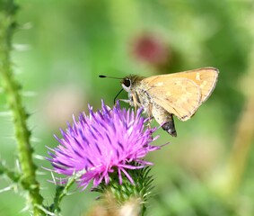 butterfly on flower