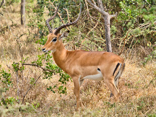 Antelope grazing in dry savanna