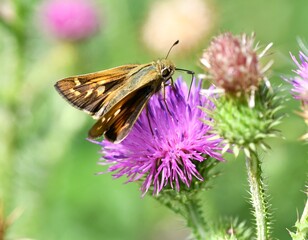 butterfly on flower