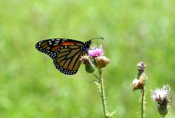 Monarch butterfly on a flower