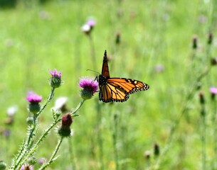 Monarch butterfly on a flower