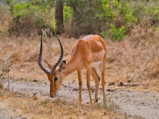 Antelope standing on open ground in savanna