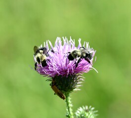 Double bees on thistle