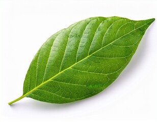 Obraz premium vibrant green leaf isolated on white background