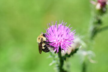 Bumblebee on thistle