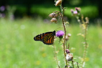 Monarch butterfly on a flower