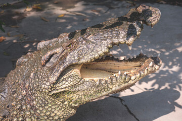 Fototapeta premium The crocodile is opening its mouth while sunbathing on the ground in a large pond at the zoo, close up shot