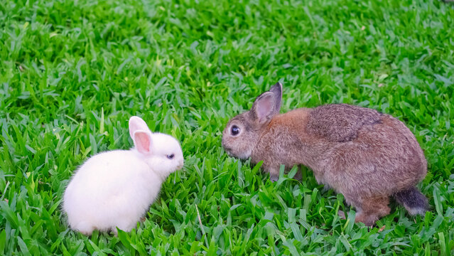 Young brown rabbit and little white Jersey Wooly baby rabbit on green lawn in a farm