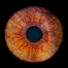 close up of a brown human iris