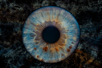 blue iris on painted background