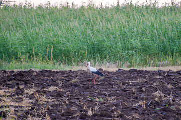 A white stork stands on freshly plowed soil against a backdrop of tall green grass.