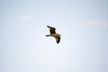 A seagull soars gracefully through a clear sky with faint clouds in the background.
