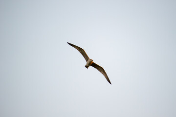 A seagull soars gracefully through a clear sky with faint clouds in the background.
