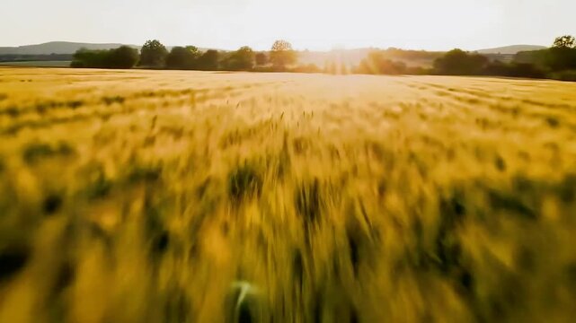 Create a descriptive title (>=6 words, <=180 chars) without keywords.     *   "Golden wheat field at sunset with sun flare and motion blur" - This fits the criteria.