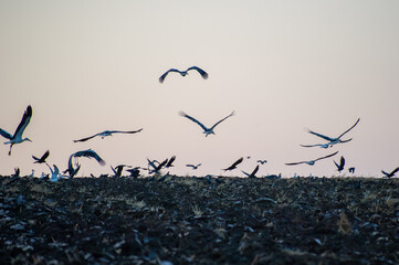 A flock of storks gathers and takes flight over a dark field beneath a softly shaded sky.