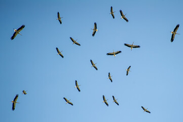 A flock of storks glides gracefully through a clear blue sky with wings fully extended.